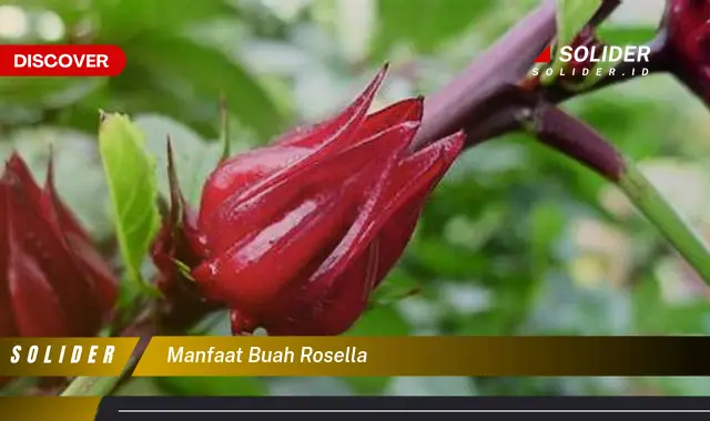 manfaat buah rosella