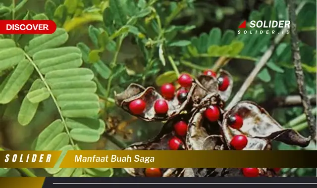 manfaat buah saga