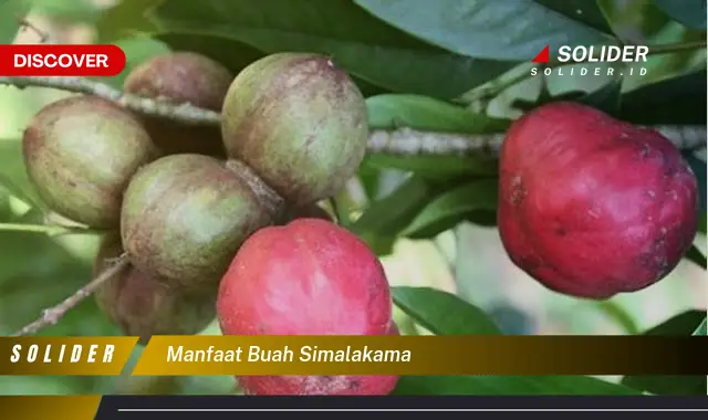 manfaat buah simalakama