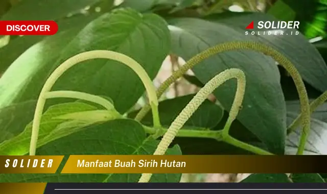 manfaat buah sirih hutan