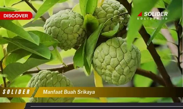 manfaat buah srikaya