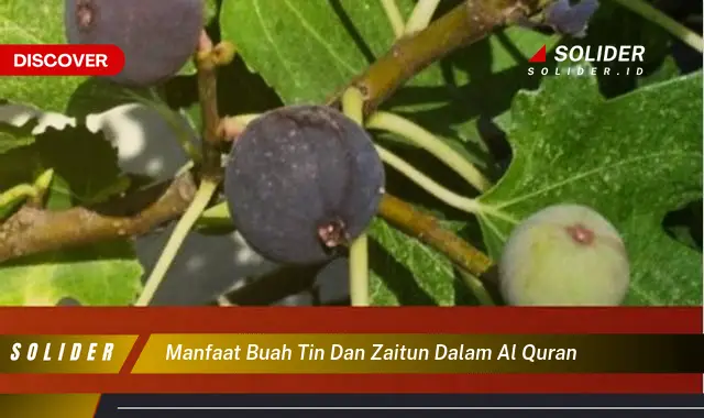 manfaat buah tin dan zaitun dalam al quran