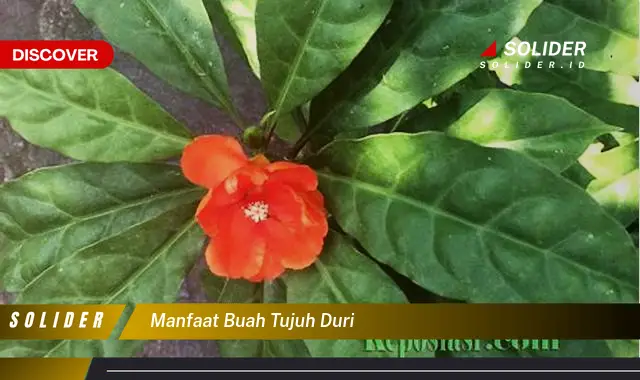 manfaat buah tujuh duri