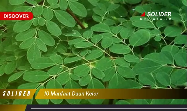 10 manfaat daun kelor