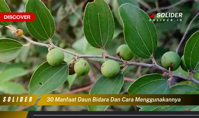 30 manfaat daun bidara dan cara menggunakannya