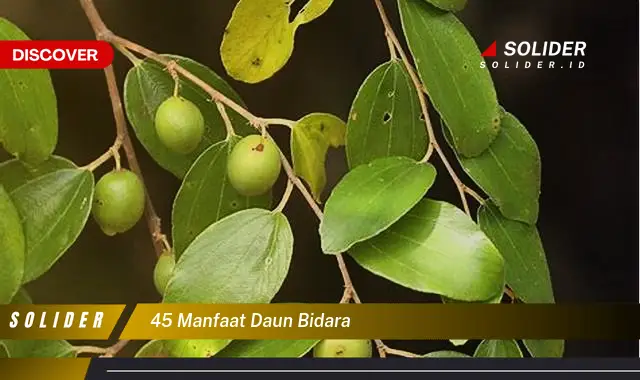 45 manfaat daun bidara