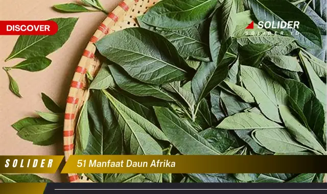 51 manfaat daun afrika