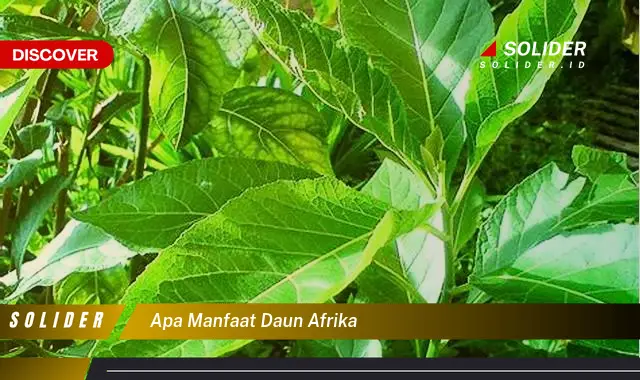 apa manfaat daun afrika