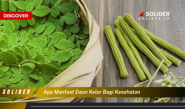 apa manfaat daun kelor bagi kesehatan