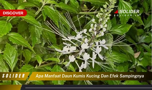 apa manfaat daun kumis kucing dan efek sampingnya