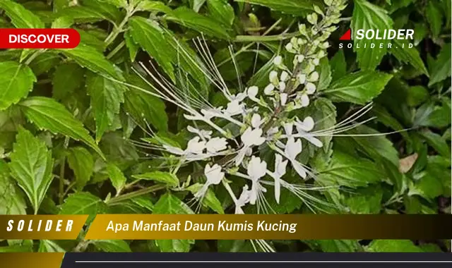 apa manfaat daun kumis kucing