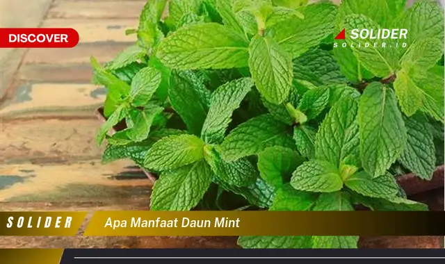 apa manfaat daun mint