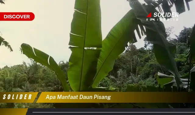 apa manfaat daun pisang