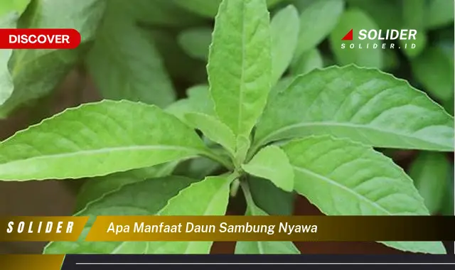 apa manfaat daun sambung nyawa