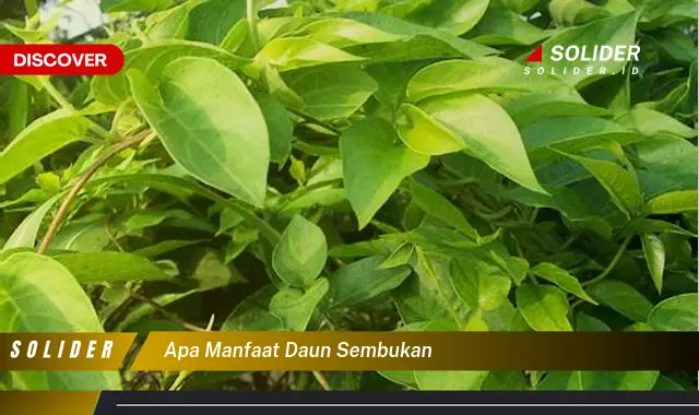 apa manfaat daun sembukan