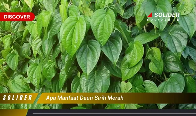 apa manfaat daun sirih merah