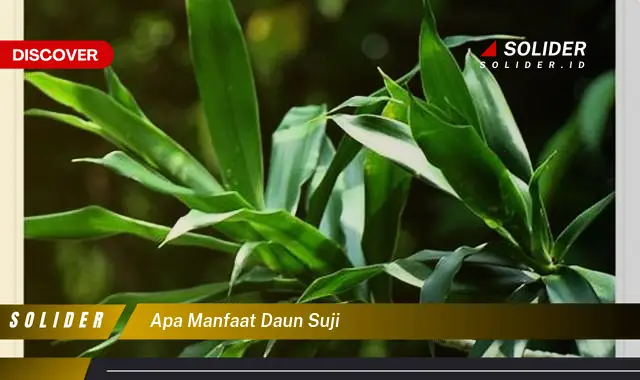 apa manfaat daun suji