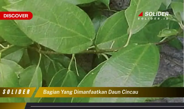 bagian yang dimanfaatkan daun cincau