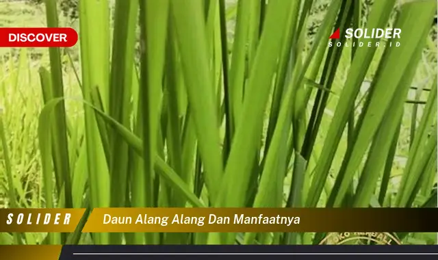 daun alang alang dan manfaatnya