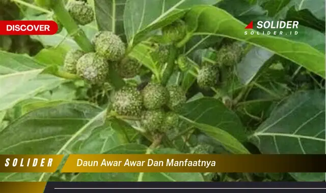 daun awar awar dan manfaatnya