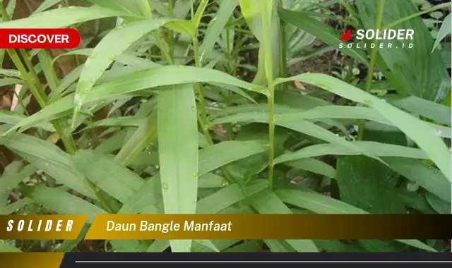 daun bangle manfaat