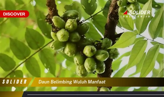 daun belimbing wuluh manfaat