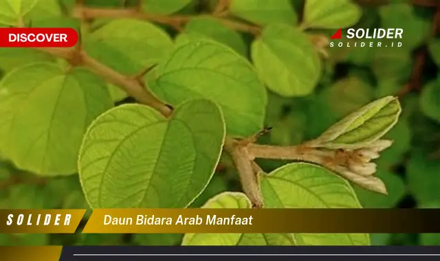 daun bidara arab manfaat