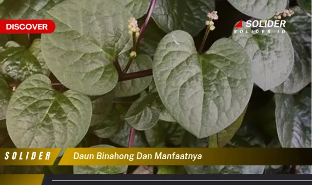 daun binahong dan manfaatnya