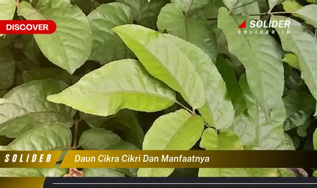 daun cikra cikri dan manfaatnya