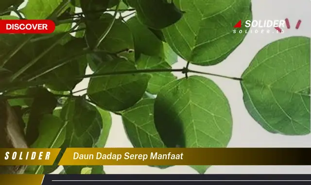 daun dadap serep manfaat