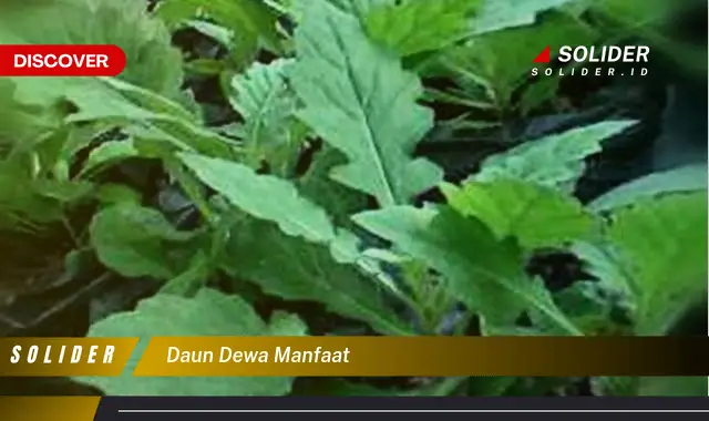 daun dewa manfaat