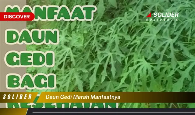 daun gedi merah manfaatnya