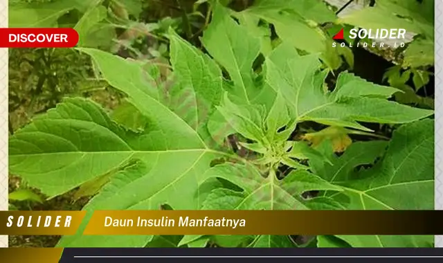 daun insulin manfaatnya