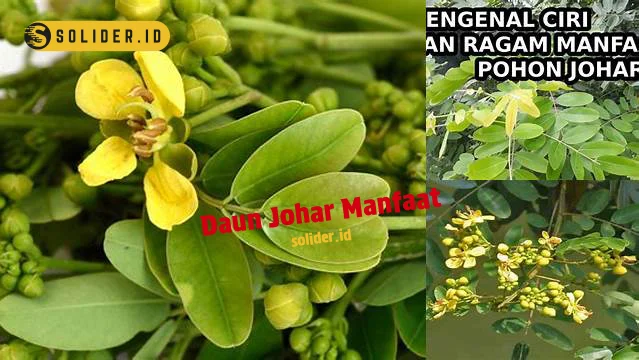 daun johar manfaat