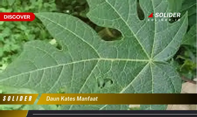 daun kates manfaat