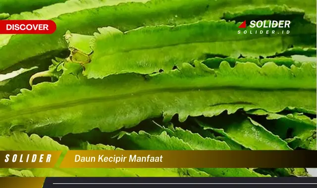 daun kecipir manfaat