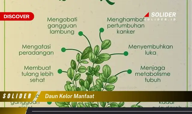 daun kelor manfaat