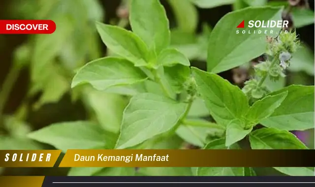 daun kemangi manfaat