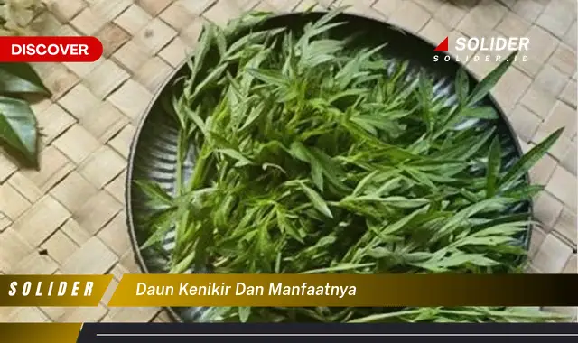 daun kenikir dan manfaatnya