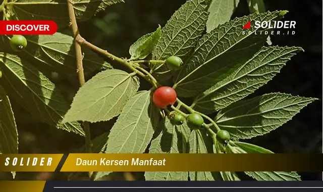 daun kersen manfaat