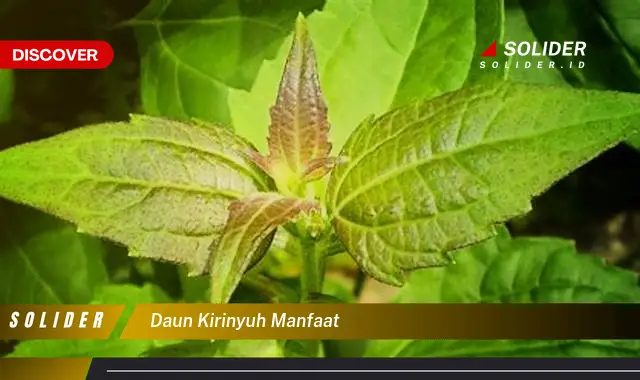 daun kirinyuh manfaat