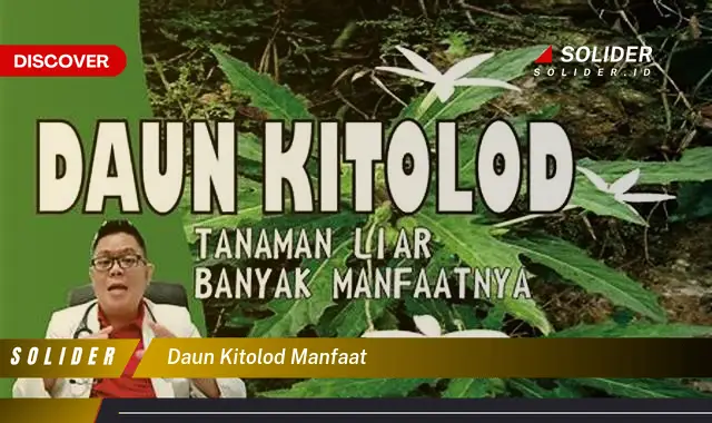 daun kitolod manfaat