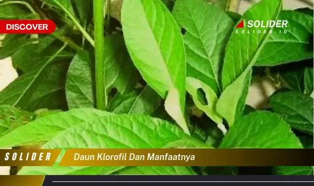 daun klorofil dan manfaatnya