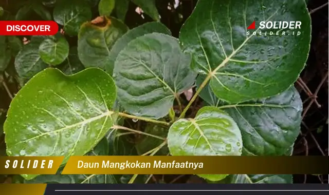 daun mangkokan manfaatnya