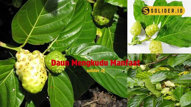 daun mengkudu manfaat