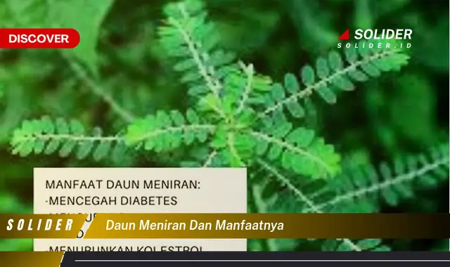 daun meniran dan manfaatnya