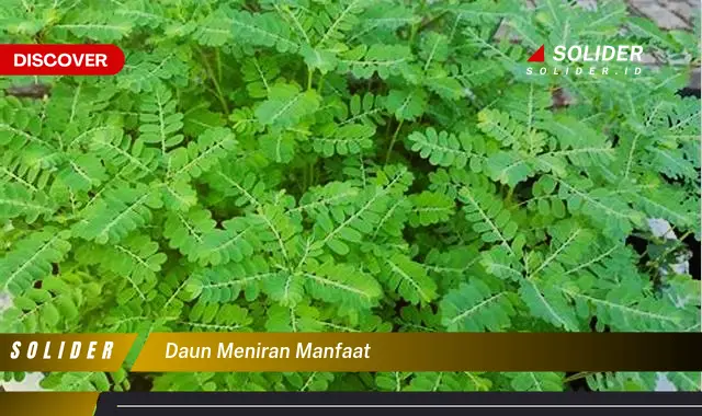 daun meniran manfaat