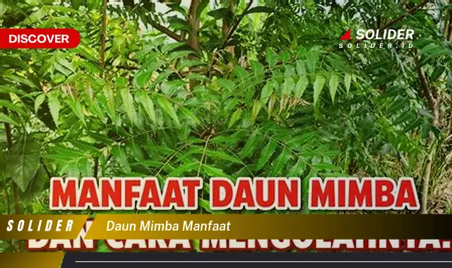 daun mimba manfaat