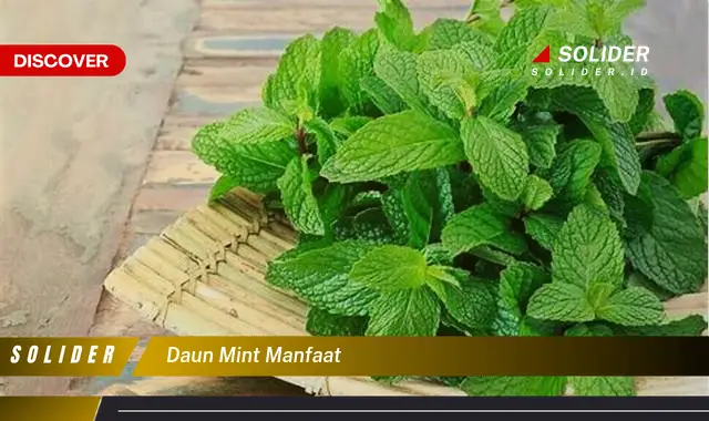 daun mint manfaat