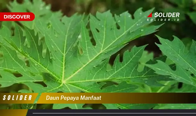 daun pepaya manfaat